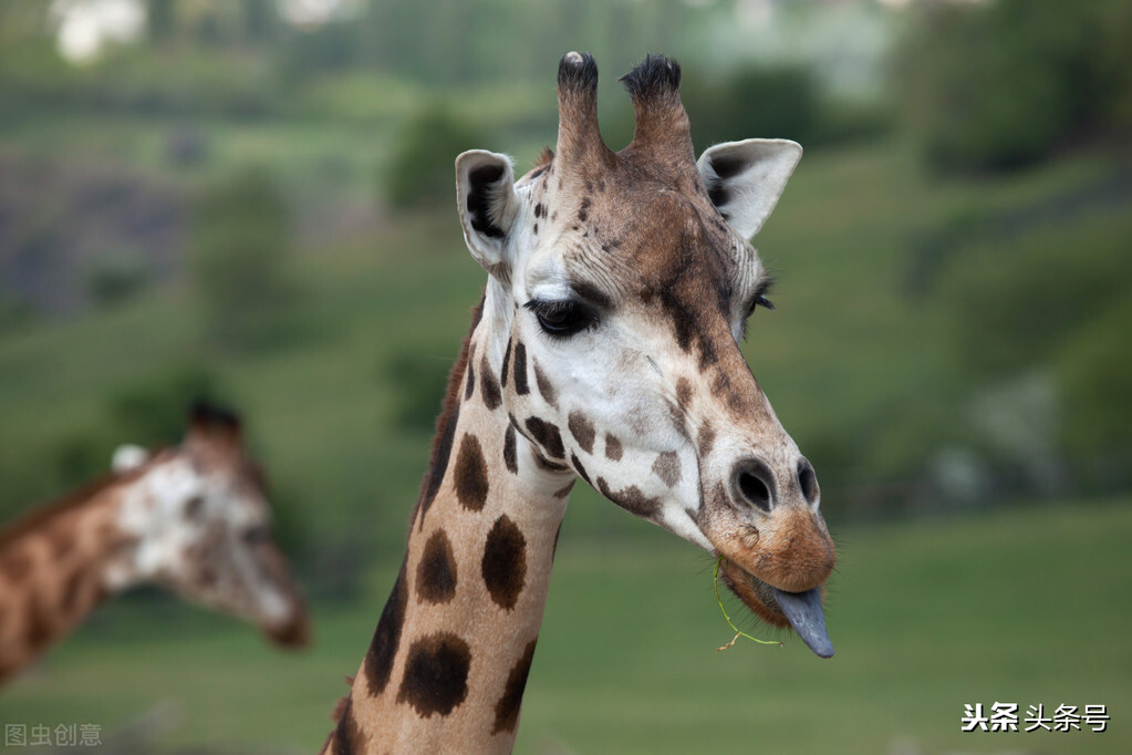 让人惊奇冷知识：“衣冠*兽禽**”竟然是夸人