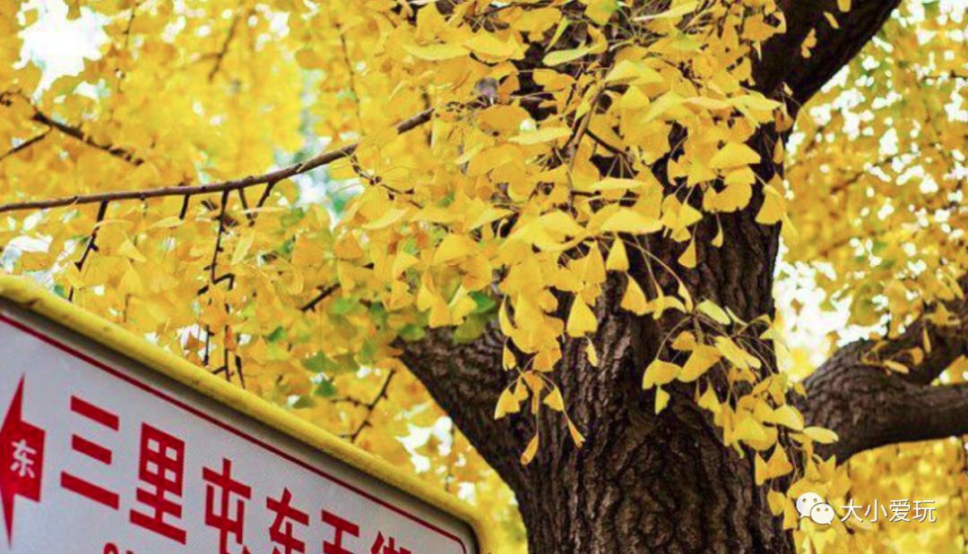 北京红螺寺银杏最佳观赏时间,北京赏银杏景区有哪些