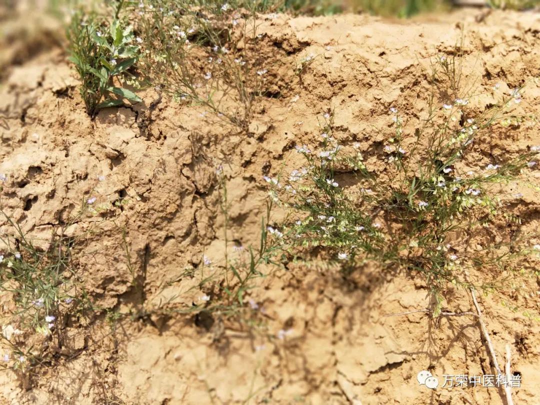 跟我回家在线免费看,跟我回家免费看