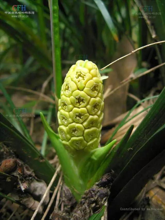 家里种的植物需要经常上线除虫吗,室内虫害最怕什么植物