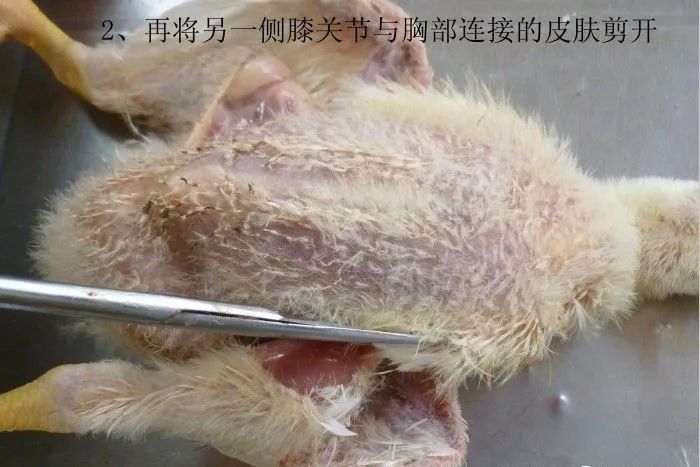 家禽常见疾病及检测方法书籍,家禽疾病如何检测