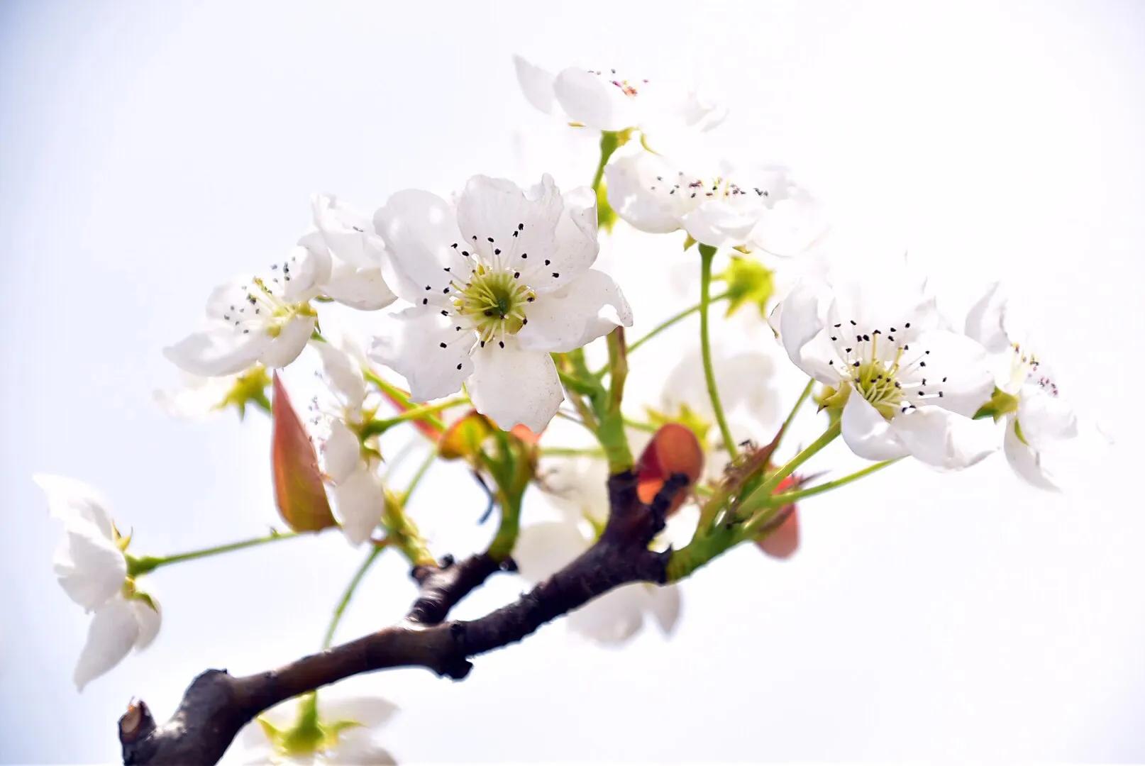 春游梨花林,邂逅三月梨花