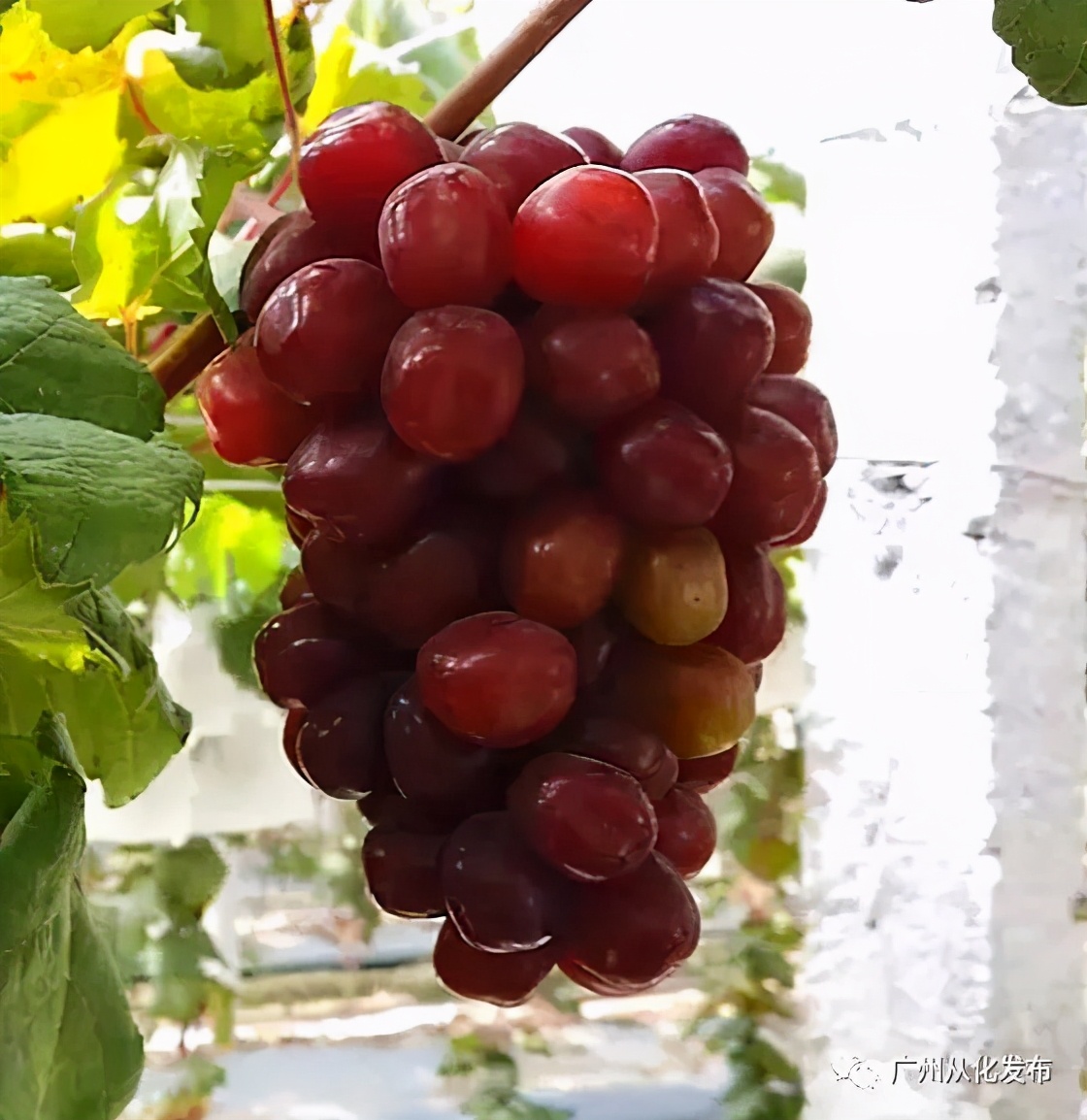 楂樻牎瀛︾敓鐪间腑鐨勫叡闈掑洟,楂樻牎鐢熺溂涓殑鏃朵唬鍙樿縼