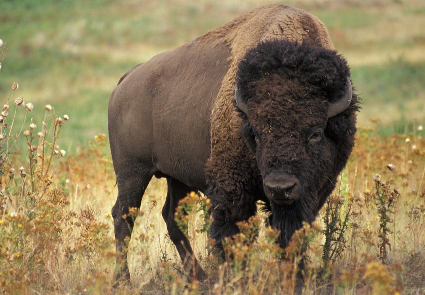 你好，我想了解一下痔疮膏