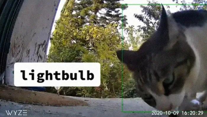 国外中国人遇到中华田园猫,中华田园猫在海外保护主人