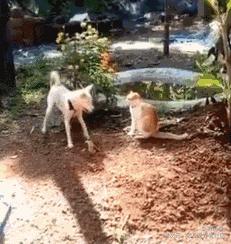 艺术狗视频,艺术狗造型