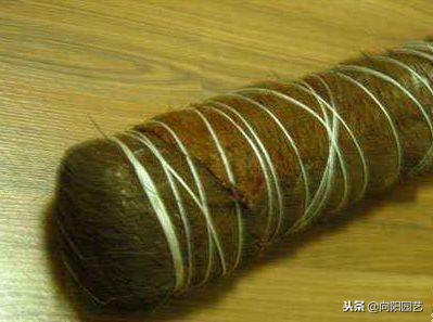 自制绿萝柱生长过程,小绿萝做绿萝柱得多久