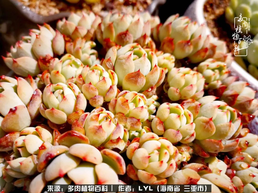 开挂区养多肉,非开挂区怎么把多肉养出状态