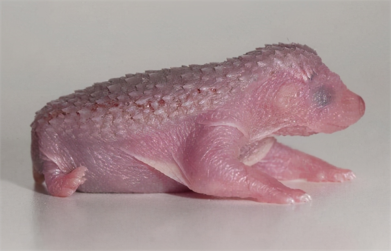 刺猬全身是刺怎么怀孕,刺猬怀孕的时候会被刺吗