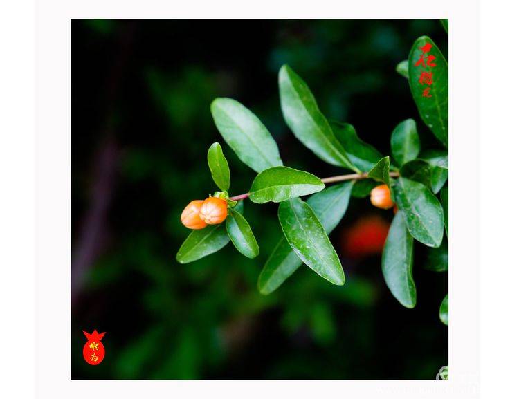 石榴花古诗词唯美,石榴花古诗词