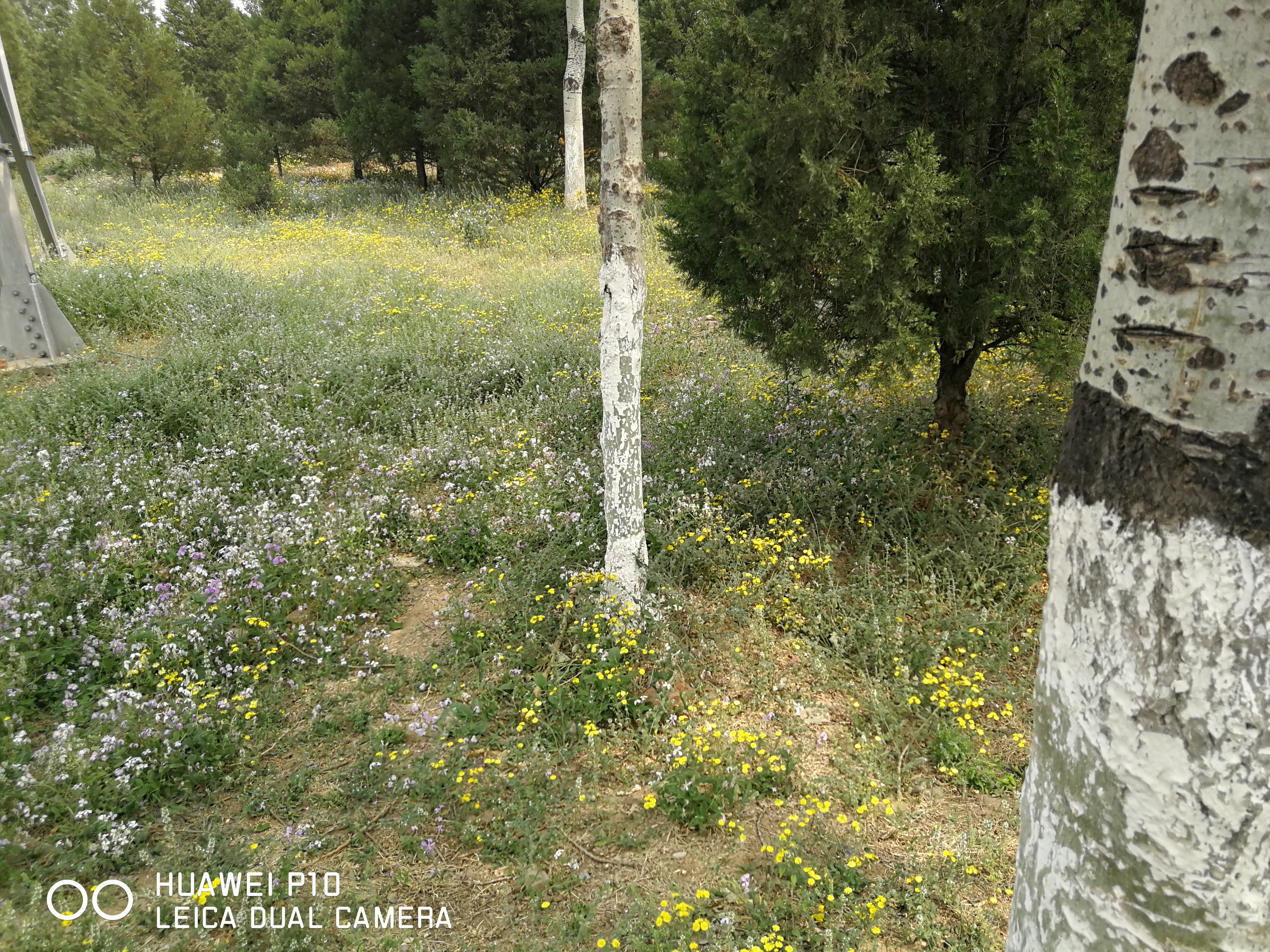 北京油菜花田风景,北京田村油菜花海全攻略