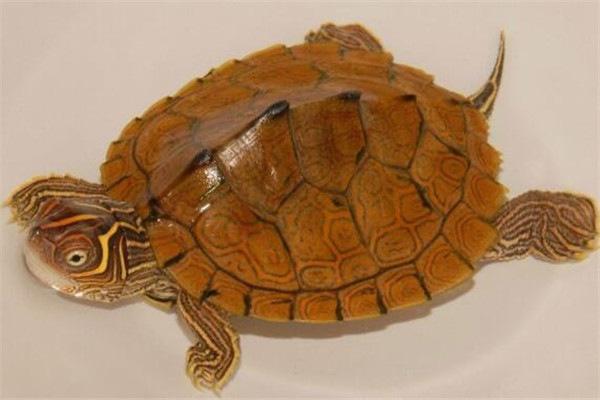 世界上最濒危的乌龟是什么龟,世界上最凶猛的乌龟深水龟