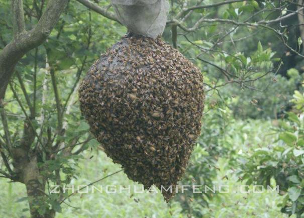 中蜂想飞逃的预兆和处理方法,中蜂交尾成功后飞逃原因