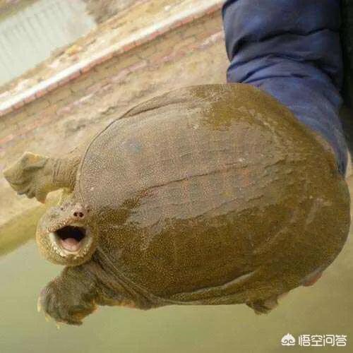 野生甲鱼捕捞一般几点好捕捞,甲鱼在水中怎样制作捕捞甲鱼工具