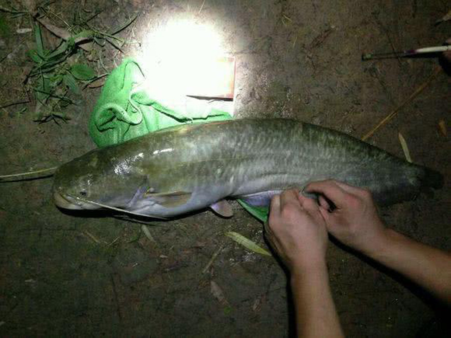夏季钓夜鱼不吃钩怎么办,夏天夜钓天气凉爽钓不到鱼
