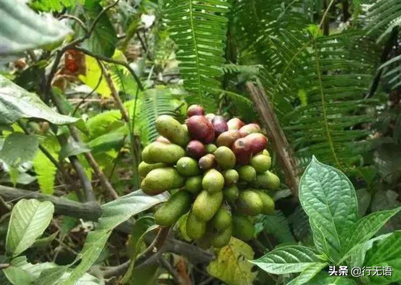 有趣的农村生活食物,农村生活农村娃农村美食