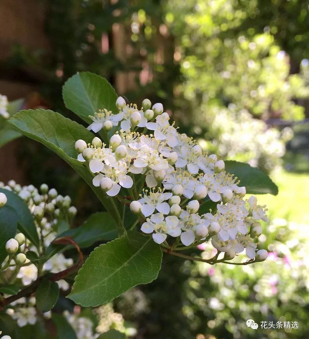 最优质的北美冬青,北美冬青性价比高的