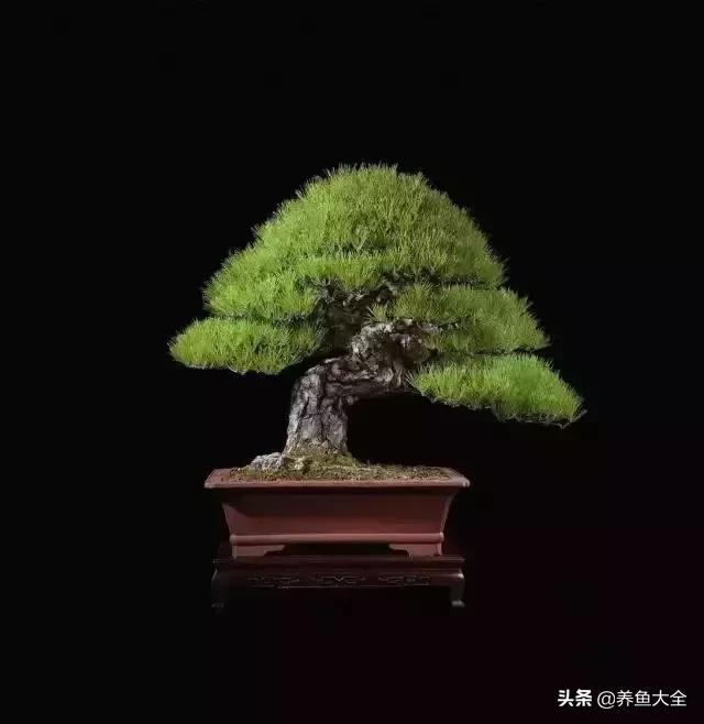 世界名贵花图片大全集,世界上最漂亮名贵的花卉