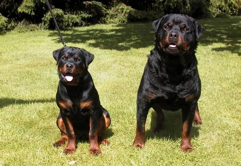 警用防暴犬罗威纳犬,罗威纳是护卫犬还是防暴犬