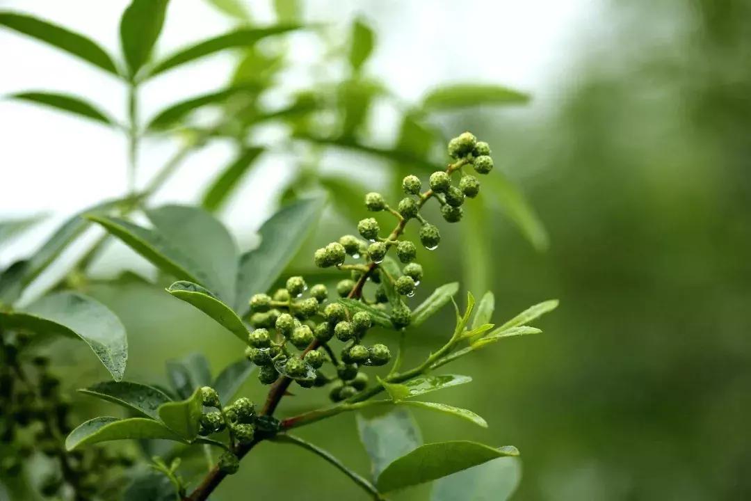 花椒、麻椒、藤椒有啥区别,在烹饪中如何与食材搭配才能最美味?