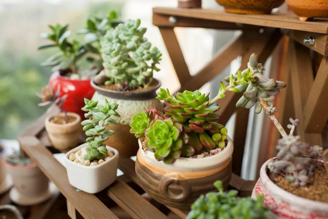 重庆花市排名前十名,重庆花市哪里最便宜