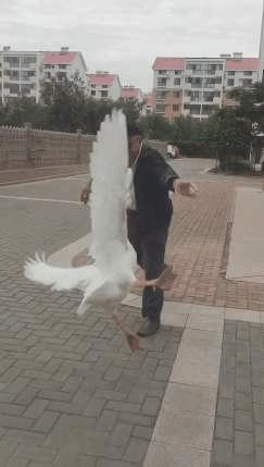 赔59万，咬成残疾，被称家禽界流氓！村霸大鹅，为何见谁都硬刚？