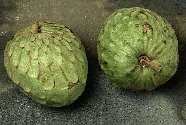 澶х洰鐑甫閲婅喀鏋滅暘鑽旀灊,鐣崝鏋濆拰鑽旀灊鏄竴鏍锋按鏋滃悧