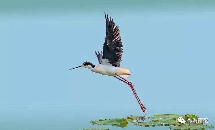 南京三桥湿地生态公园,南京三桥湿地公园