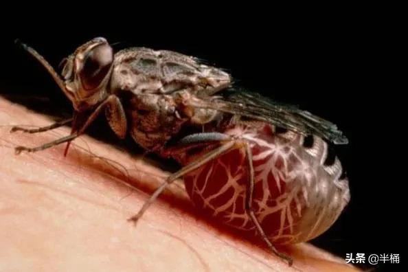 人被它咬会昏睡至死，非洲因它而贫穷，采采蝇究竟是何方神圣？