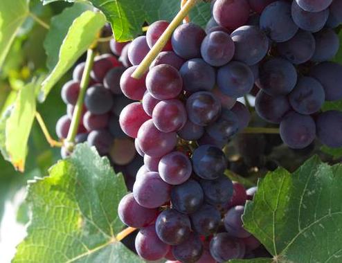 狗狗不能吃什么豆类,狗狗不能吃什么水果图片