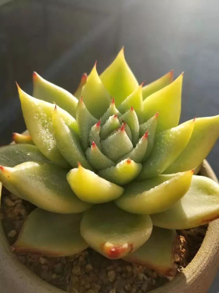 爱机车,爱多肉,宝妈花姐的诗和远方