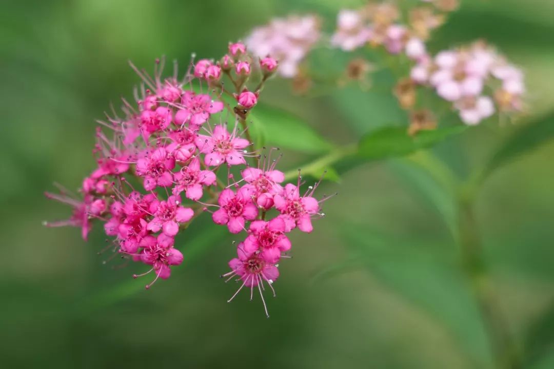 三裂绣线菊药用价值,绣线菊花草图片
