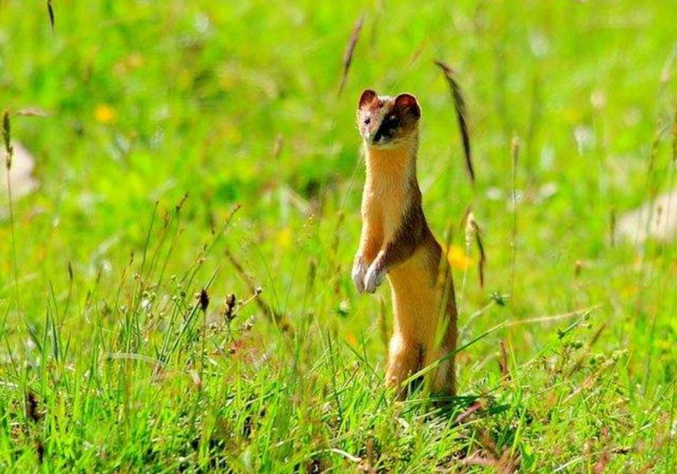 为什么老人常说黄鼠狼杀不得,为啥老人说黄鼠狼杀不得