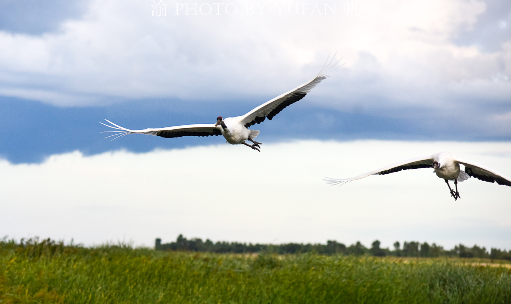 吉林丹顶鹤之乡,马云长白山