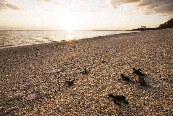 海洋千年古巨龟,世界上真正的千年海龟