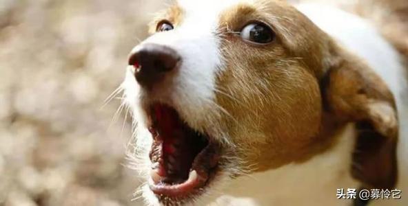 狗狗走丢了是家运不好吗,狗狗走丢了怎么办