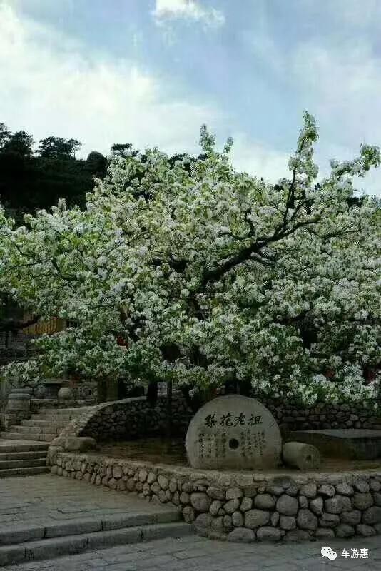 又到梨花盛开时美不胜收,又到梨花纷飞的季节