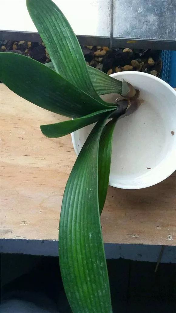 养花用多菌灵和磷酸二氢钾,养花磷酸二氢钾如何正确使用