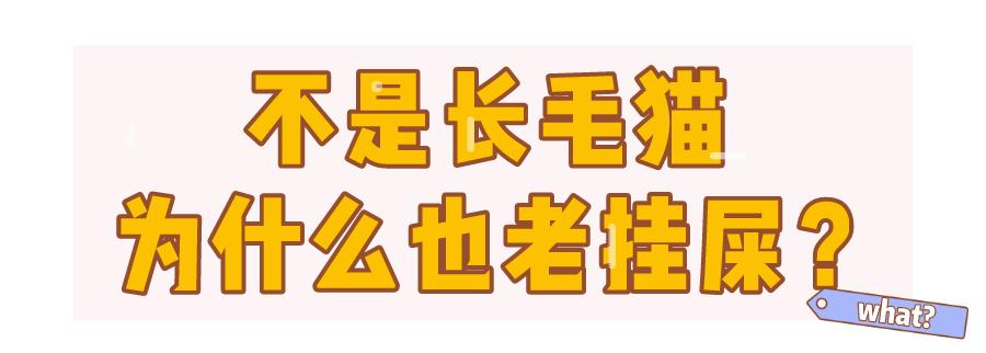 盘点小猫咪的奇怪行为,猫咪光鲜靓丽的背后