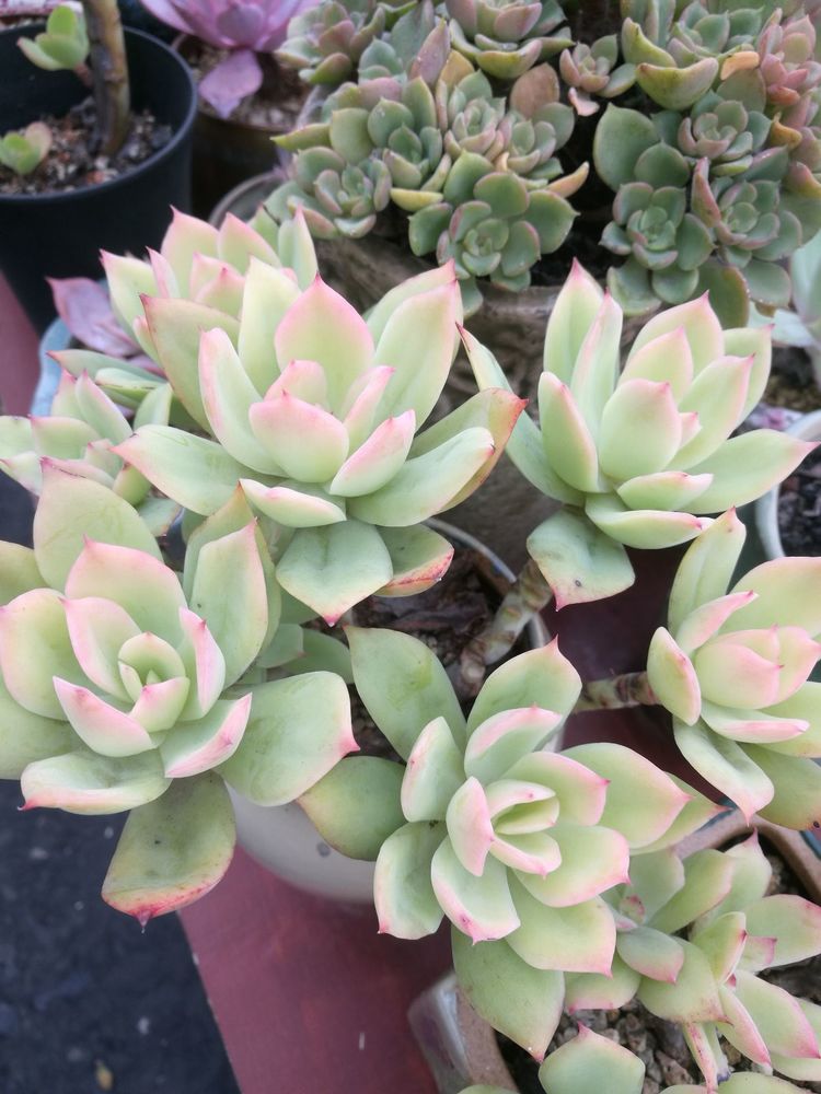 误打误撞的多肉情缘,带我走进多肉小世界!