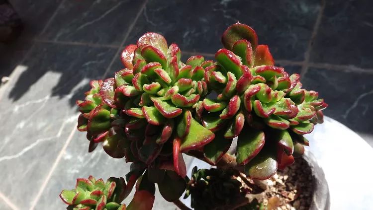 爱机车,爱多肉,宝妈花姐的诗和远方