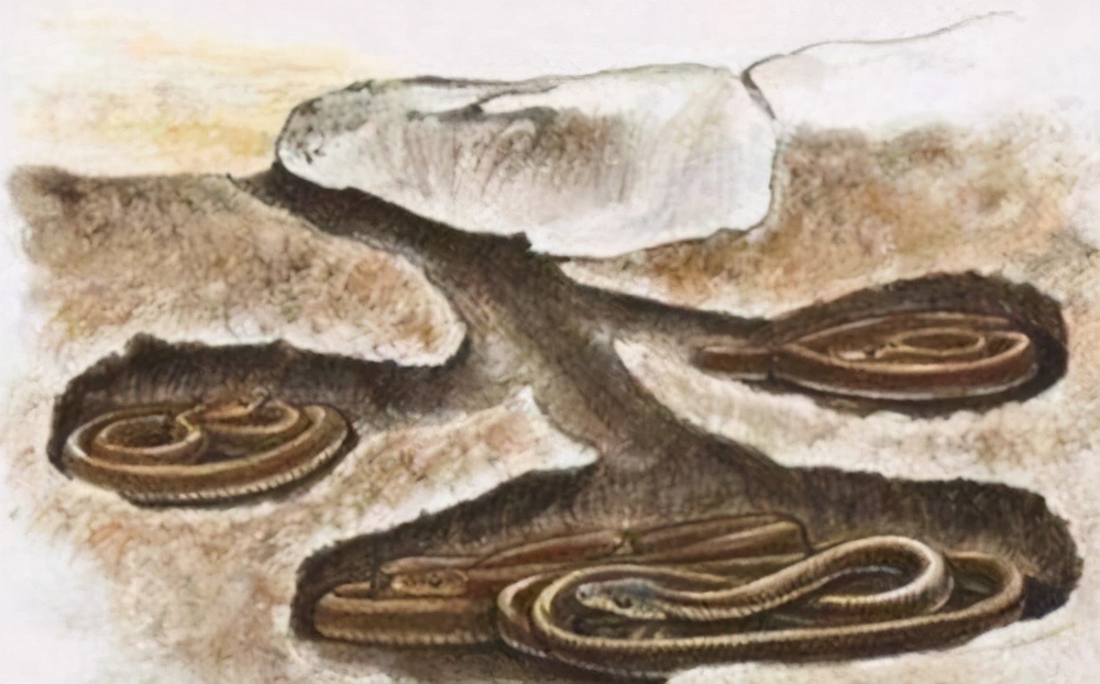 蛇身被煲汤后，被斩首的蛇头突然“复活”*仇报**，老伯差点儿丧命