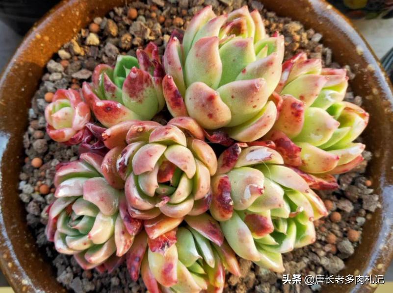 多肉叶片上有疤,多肉叶片有疤是怎么回事