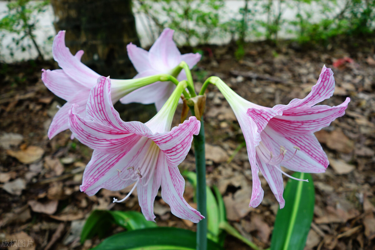 每个十一月生日对应的生日花,365天每天代表生日的花有哪些