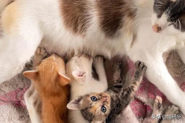 猫咪舌头上的“倒刺”其实是吸管？