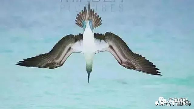 这些动物小时候太可爱简直萌化了,世界十大最受欢迎的动物