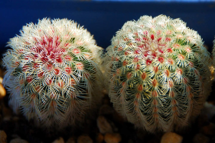 “常年丑貌君不问，一日花红万户惊”——仙人掌的产地及精品赏析