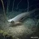 亚马逊十大凶猛植物,巴西亚马逊热带雨林动植物