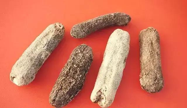 海参物种科普,海参100种图片