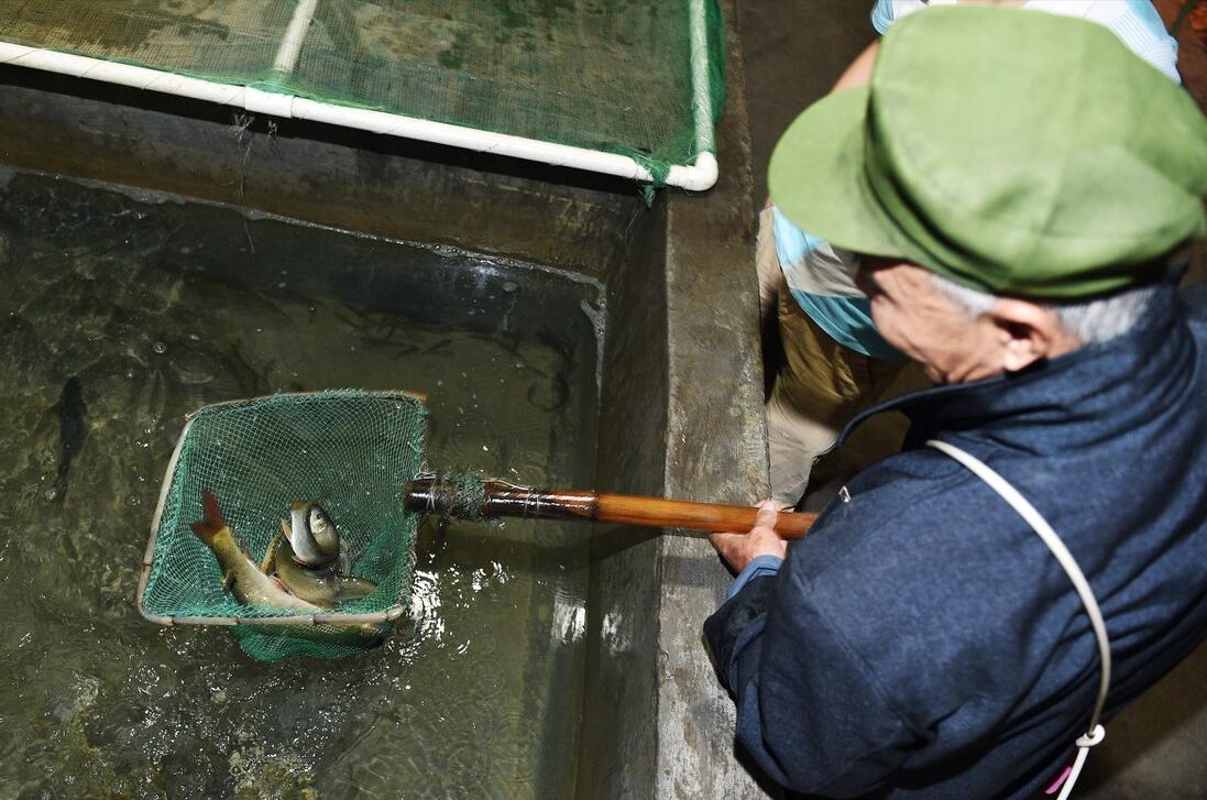 重庆地下鱼泉涌出大量鱼,重庆农户挖出神秘鱼泉在什么地方